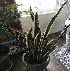 Correctly watered snake plant