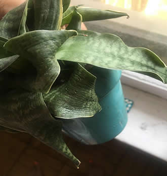 dehydrated snake plant