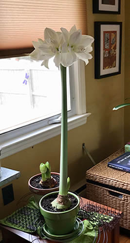 Indoor amaryllis in partial shade