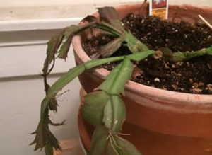 Christmas Cactus Watering Guide. 9 Essential Tips – How Does Your