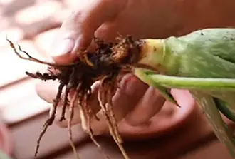Remove mushy parts of rootball