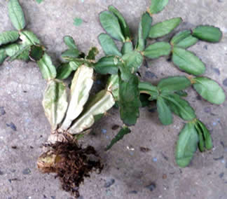Root rot on christmas cactus