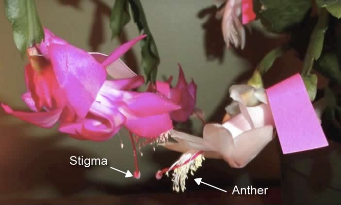 Rub the flowers of 2 plants together
