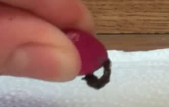 Squeezing seeds from christmas cactus fruit