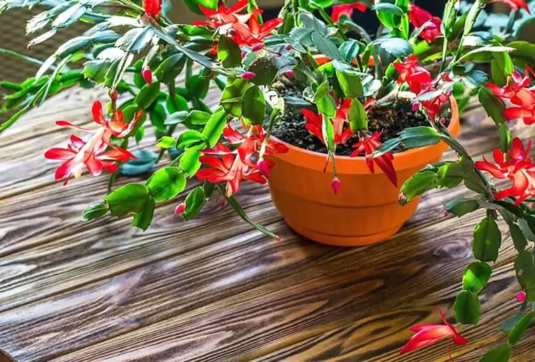 Christmas Cactus Light Requirements. 4 MustKnow Facts How Does Your