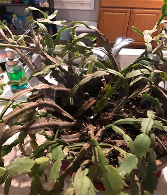 Christmas cactus turning brown