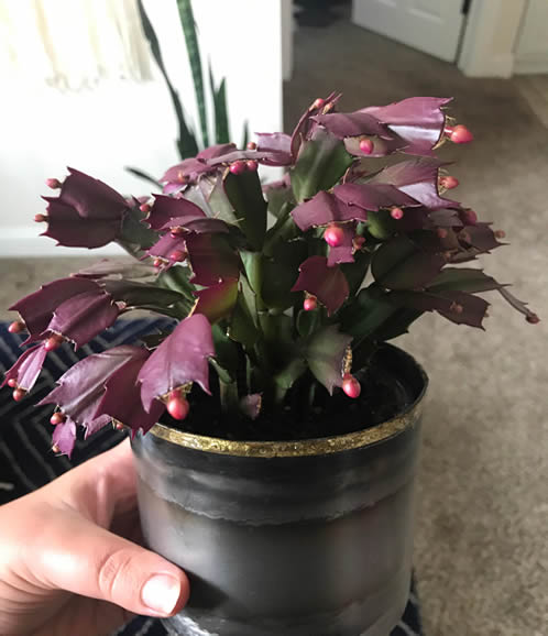 Christmas cactus turning purple