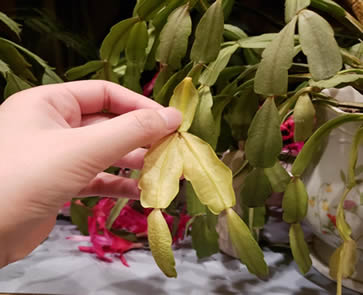 Christmas cactus yellow leaves