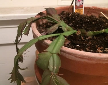 Limp brown mushy leaves due to christmas cactus root rot