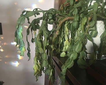 Limp christmas cactus leaves