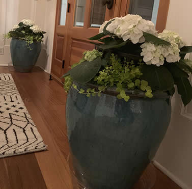 Potted hydrangea houseplants