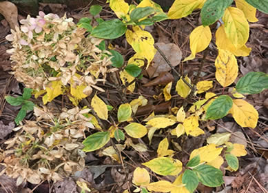 hydrangea leaves turning yellow
