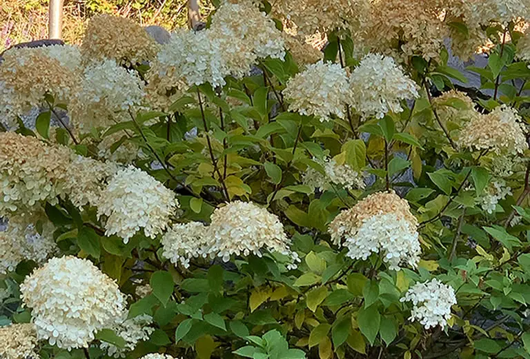 hydrangea leaves turning yellow 7 causes cures how does your garden mow hydrangea leaves turning yellow 7 causes cures how does your garden mow