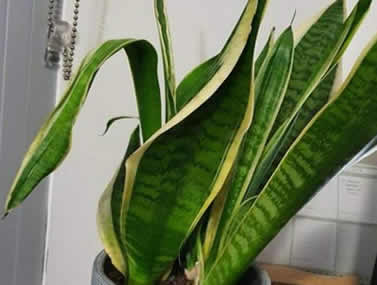 Curling snake plant leaves due to incorrect temperature