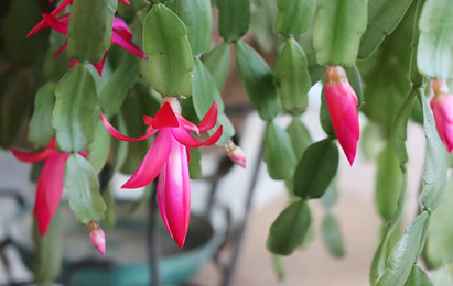 Christmas cactus forced bloom