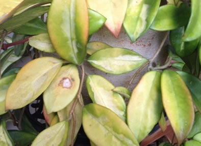 Hoya leaf burn