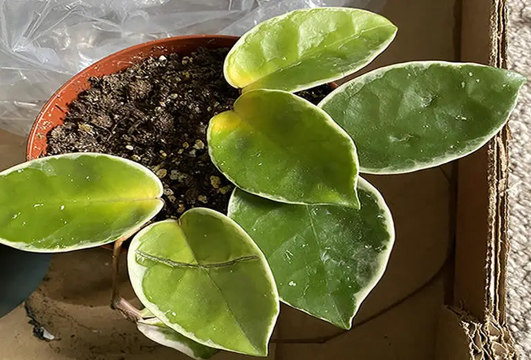 8 Reasons Why Hoya Leaves Turn Yellow & Their Easy Fixes How Does