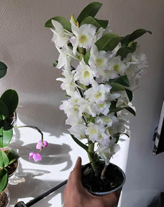 Learn How Long Orchids Bloom & How to Make Them Last Longer
