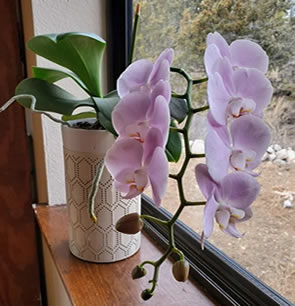 Orchid reblooming