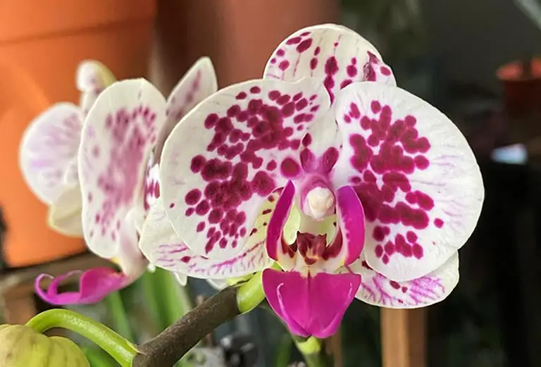 Reblooming hybrid orchid
