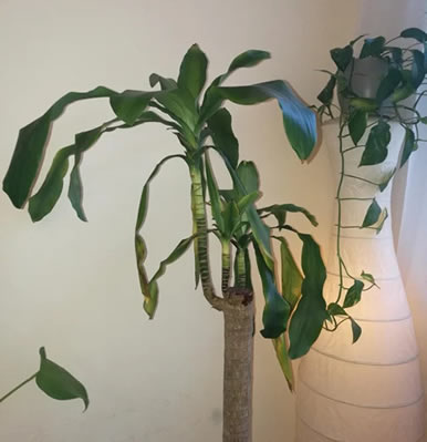 Dracaena Massangeana suffering due to insufficient light