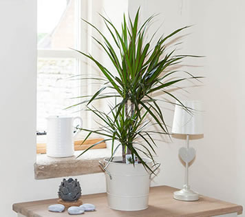 Dracaena beside window that gets indirect light