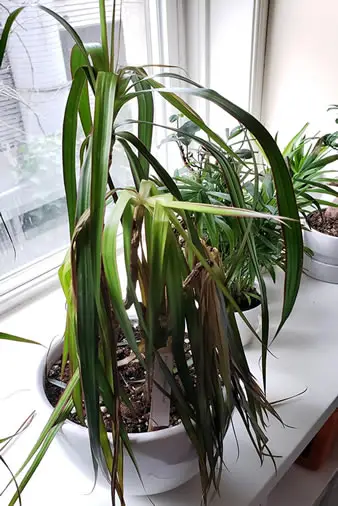 Repotted drooping dracaena needs water