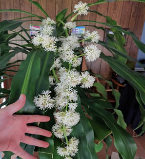 Sweet smelling blooms on dracaena fragrans