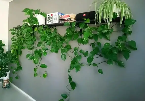 Pothos growing on shelf