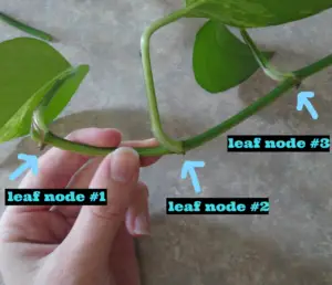 Pothos leaf nodes