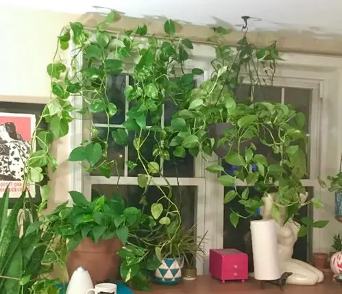 Pothos window plant